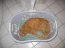 Arnold sover
